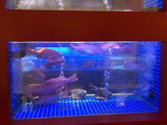 -东富酒家(龙湖西溪天街店)