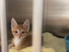 -瑞派康怡24h宠物医院·犬猫医疗中心·微创绝育(瑞景分院)
