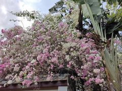 -深圳国际园林花卉博览园