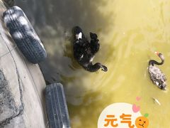 -新疆天山野生动物园