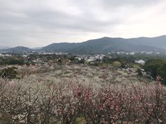 -香雪海
