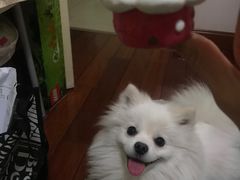 -百好乐宠物友好餐厅(朝外大街店)