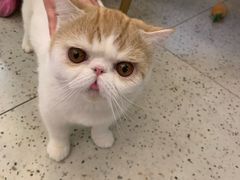 -滚猫咖啡·猫咖·猫友好撸猫(未来城店)
