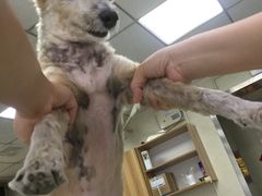 -康乐宝动物医院