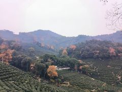 -龙井壹号·茶缘山景宴(龙井村店)