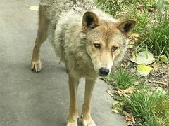 -西安秦岭野生动物园