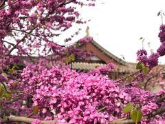 -西安青龙寺遗址景区