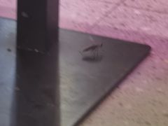 -八条友鲜货烧烤·脆皮烤鱼(石岩旗舰店)