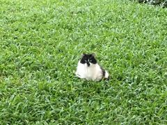猫猫-晓港公园