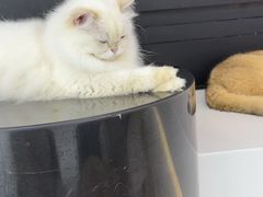 -有喵·猫咖·狗咖·30几只猫10只小狗(岗厦店)