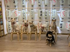 -柴迷FANS CLUB·柴犬狗咖·猫咖