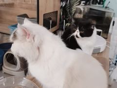 -平行世界·猫咖(首经贸店)