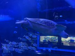 -秦皇岛新澳海底世界