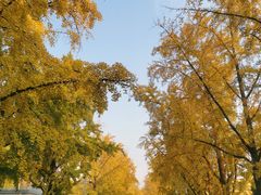 -三里屯东五街银杏大道