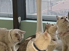 -怪兽屋·羊驼·猫咖·狗咖(俊华广场店)