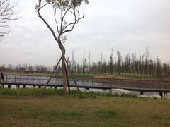 -白鹭湾湿地公园