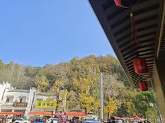 -千年银杏谷文化旅游区