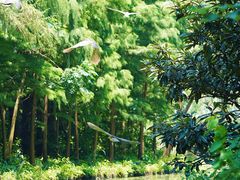 -同里国家湿地公园