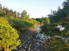 -宝安西湾红树林湿地公园