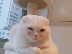 -如意香辣鸡架(总店)