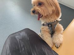 -爱侣宠医·鹦鹉专科·小型哺乳类·异宠专科(灵石路店)