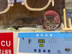 -御宝贝·A梦猫科宠物医院(国际猫友好医院)