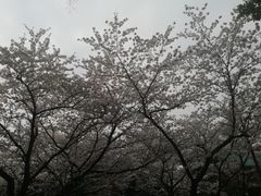 -武汉大学-樱园