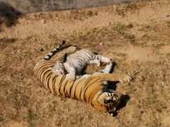 -西霞口神雕山野生动物世界