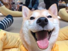 -逗柴咖啡屋·狗咖猫咖宠物桌游