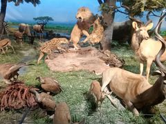 -国家自然博物馆