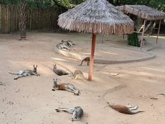 -深圳野生动物园