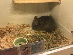 -龙猫仔乐园(惠福东路店)