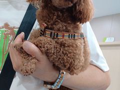 -瑞鹏宠物医院·爱宠堂·骨外专科(西荷分院)