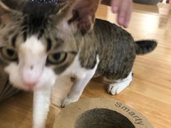 -momokira米努特·德文卷毛猫·棉花面纱犬