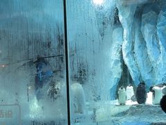 -帝企鹅自助餐厅•儿童岛•真企鹅(长隆企鹅酒店)