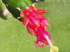 -国家植物园