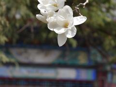-颐和园