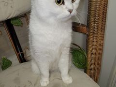 -平行世界·猫咖(首经贸店)