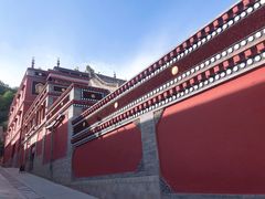 -塔尔寺菩提树