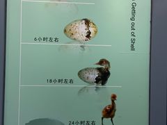 -盐城丹顶鹤湿地生态旅游区