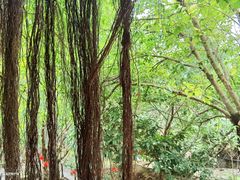 -天门沟九州驿站树上汤泉