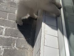 -翊宠yipet猫狗购宠庄园犬舍•猫舍