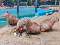 -爱伲PLUS·牛肉海鲜自助火锅(融创店)