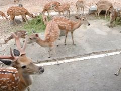 -清迈夜间动物园