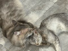 -楼上猫咖(罗湖店)