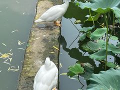 -莲花池公园