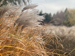 -羊亭河湿地公园