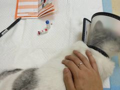 -艾贝尔宠物医院 ·内科全科(梁溪路店)