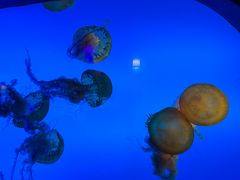 -太平洋海底世界