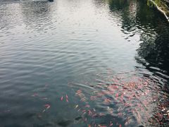 -金山嘴渔村